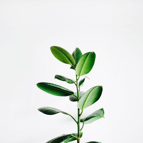 Minimalist Plants